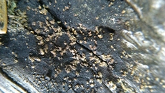 Lecanoromycetes