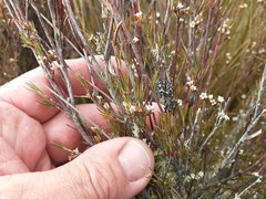 Dracophyllum subulatum
