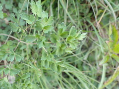 Thalictrum minus saxatile