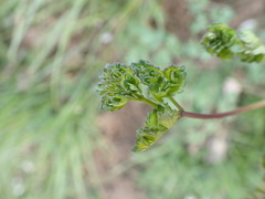 Thalictrum minus saxatile