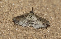 Philogethes metableta