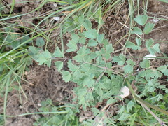 Thalictrum minus saxatile