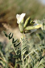 Astragalus glaucus