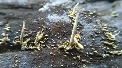 Lecanoromycetes