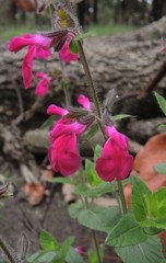 Salvia angustiarum