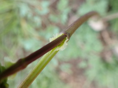 Thalictrum minus saxatile