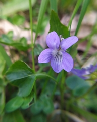 Viola × bavarica