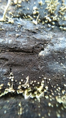 Lecanoromycetes