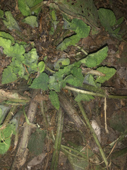 Magnoliopsida