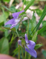 Viola × bavarica