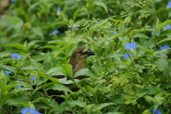Quiscalus mexicanus