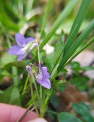 Viola × bavarica