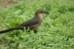 Quiscalus mexicanus