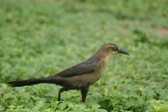 Quiscalus mexicanus