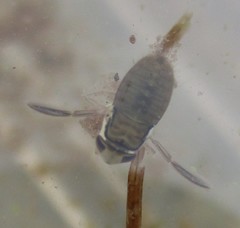 Corixoidea
