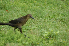Quiscalus mexicanus