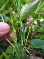 Viola × bavarica