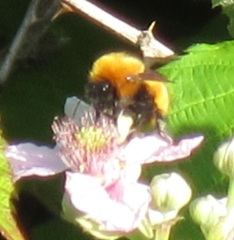 Bombus dahlbomii