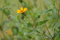 Wedelia