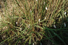 Elymus nodosus