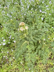 Phacelia ixodes
