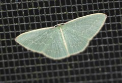 Chlorocoma melocrossa