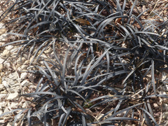Ophiopogon planiscapus