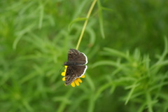 Erynnis