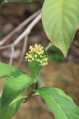 Palicourea pubescens