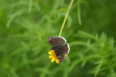 Erynnis
