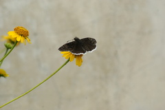 Erynnis