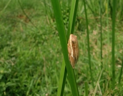 Hyperolius viridiflavus