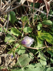 Mazus miquelii