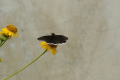 Erynnis
