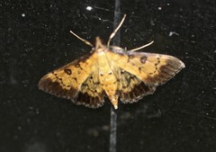 Ategumia adipalis