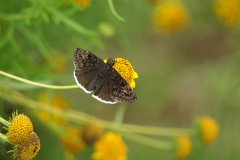 Erynnis