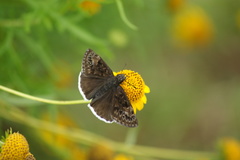 Erynnis