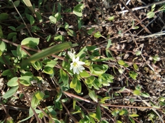 Stellaria alsine