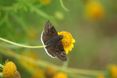 Erynnis