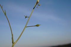 Camelina rumelica