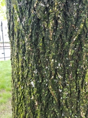 Ulmus