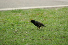 Sturnus vulgaris