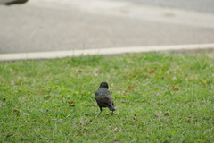 Sturnus vulgaris