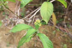 Palicourea pubescens