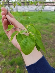 Ulmus