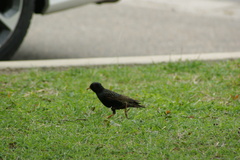 Sturnus vulgaris