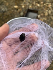 Dineutus ciliatus