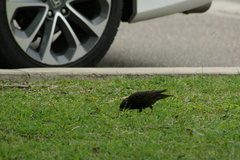 Sturnus vulgaris