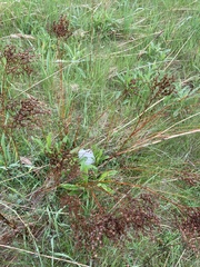 Filipendula vulgaris