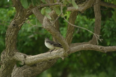 Mimus polyglottos